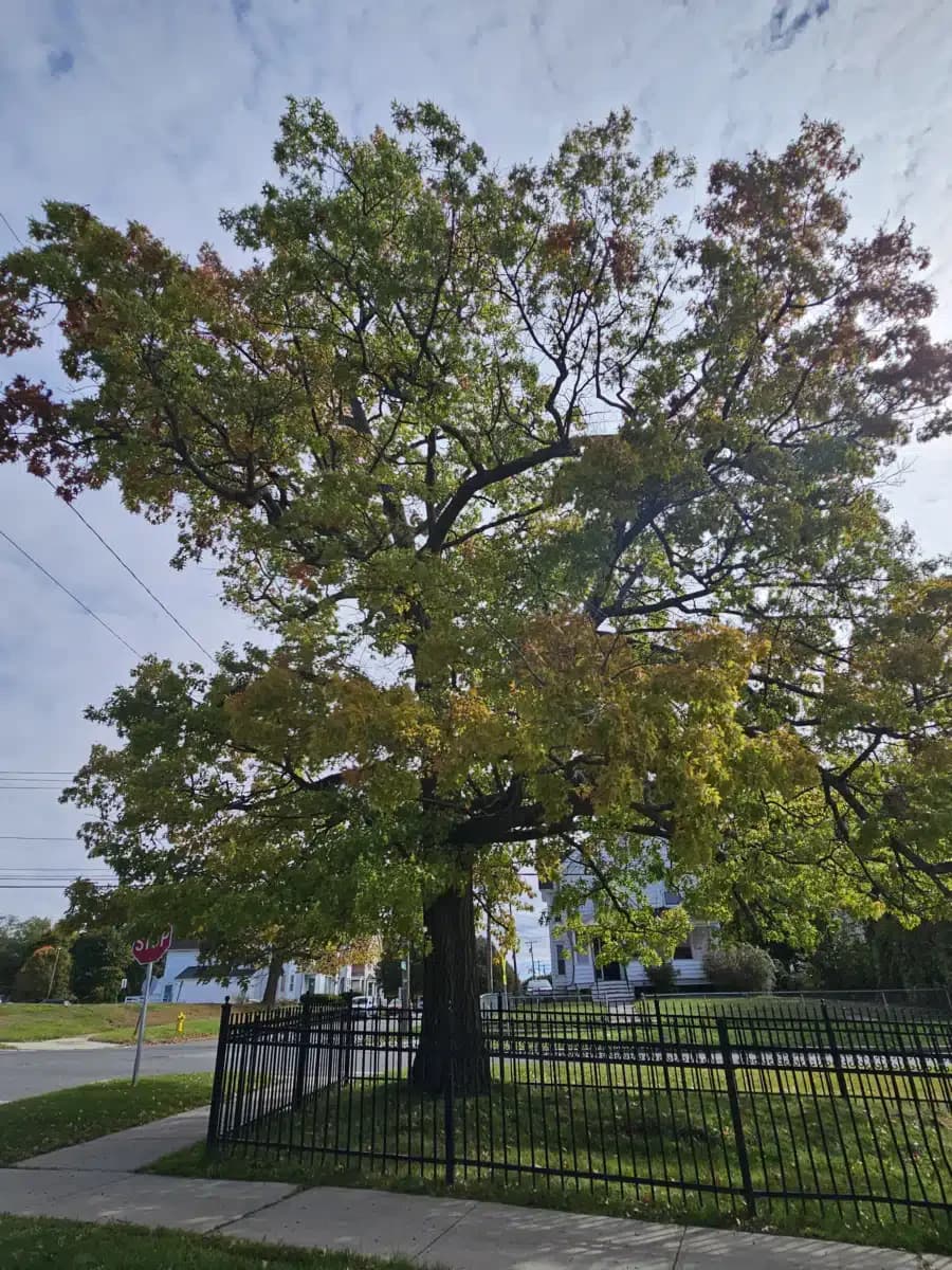 Berkshire Medical Center - Thumbnail 7