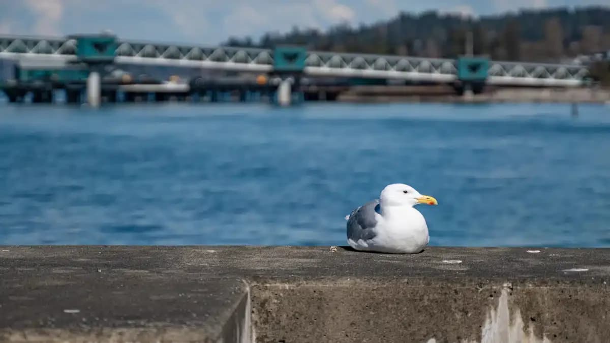 Center - Thumbnail 6