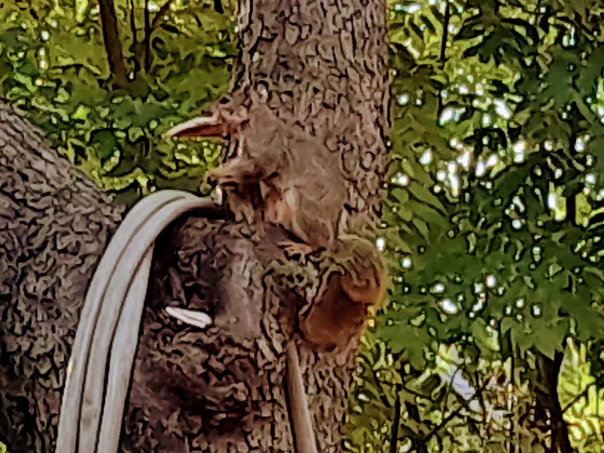 Chabad Residential - Thumbnail 6