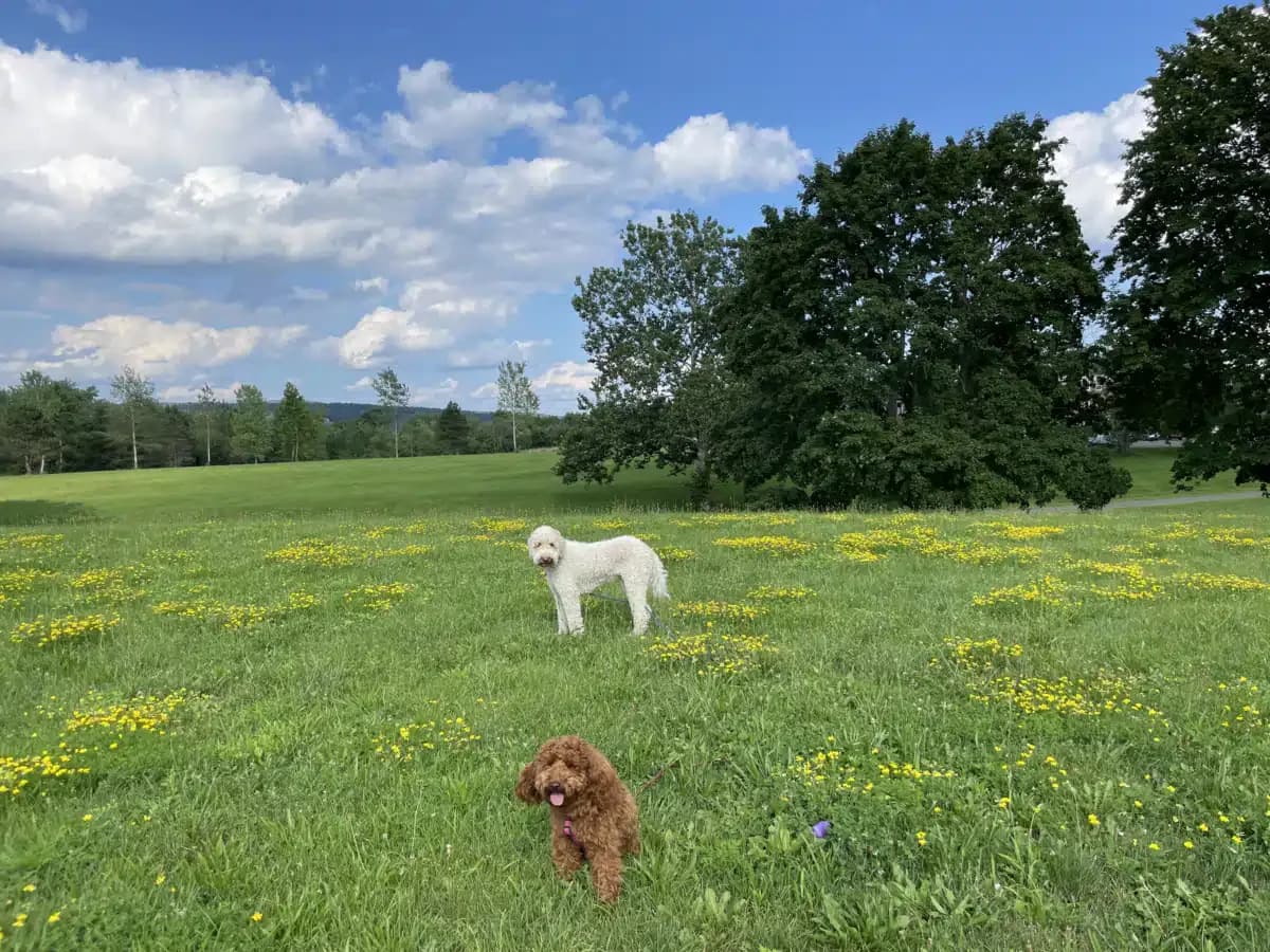 Connecticut Valley Hospital - Thumbnail 3