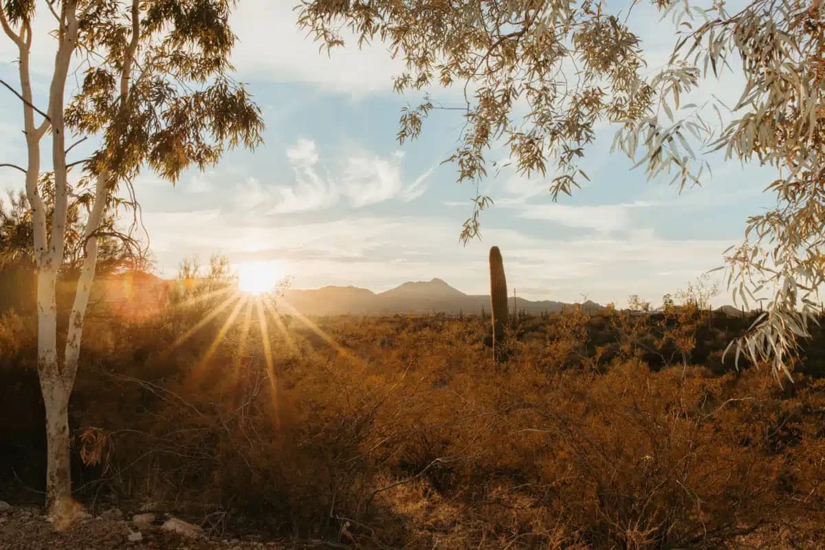 Cottonwood Tucson - Thumbnail 10