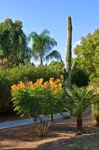 Cottonwood Tucson - Thumbnail 8