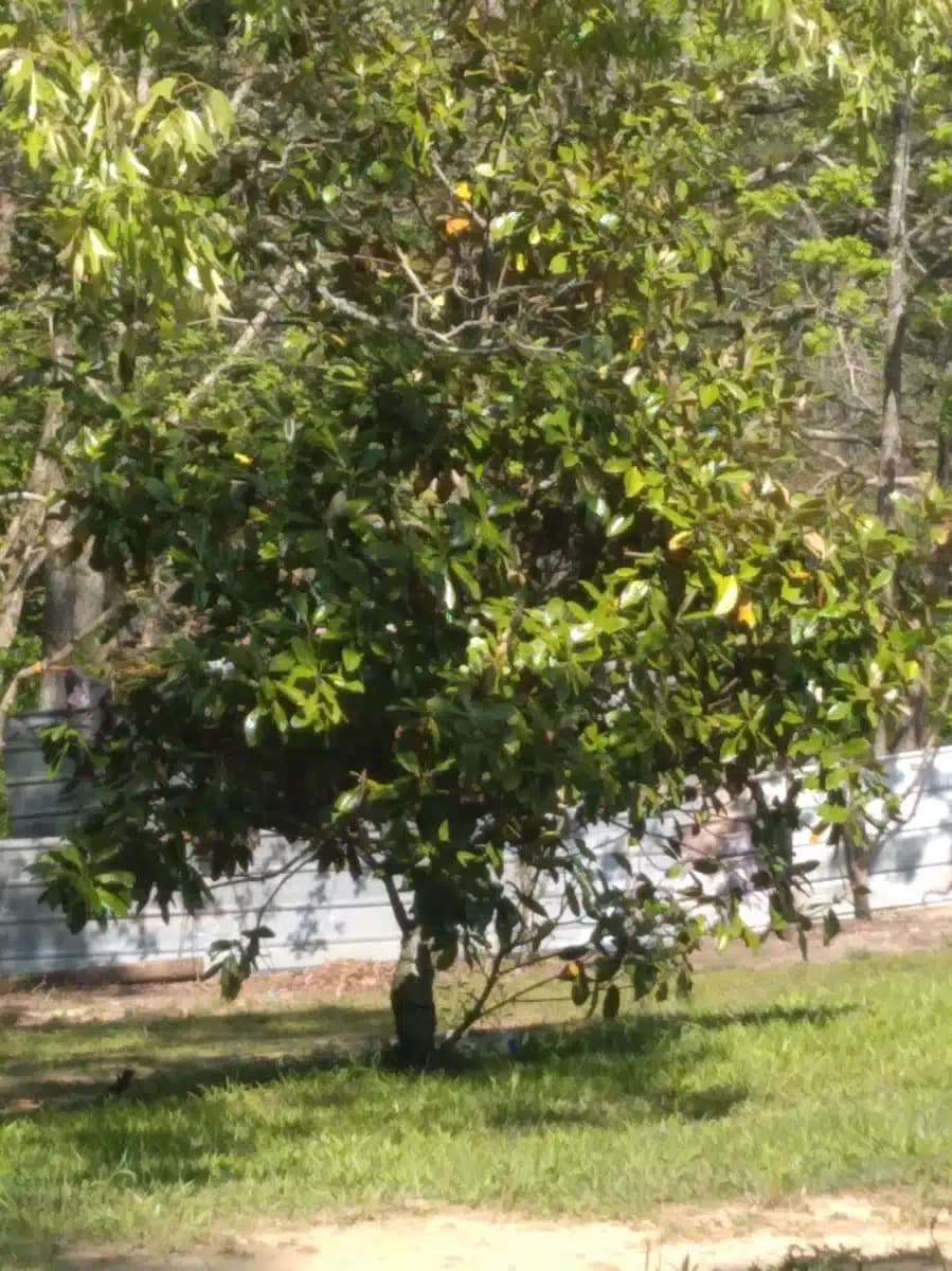 Crossroads of Harriman - Thumbnail 5