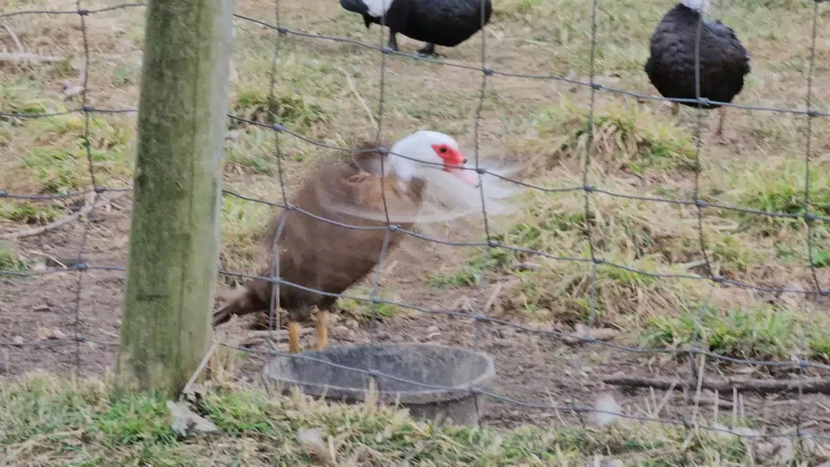 Dawn Inc - Thumbnail 3