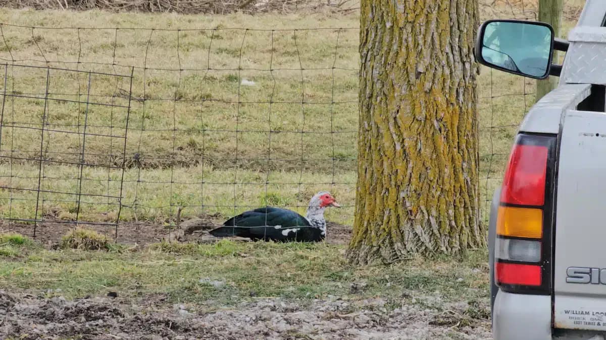 Dawn Inc - Thumbnail 9