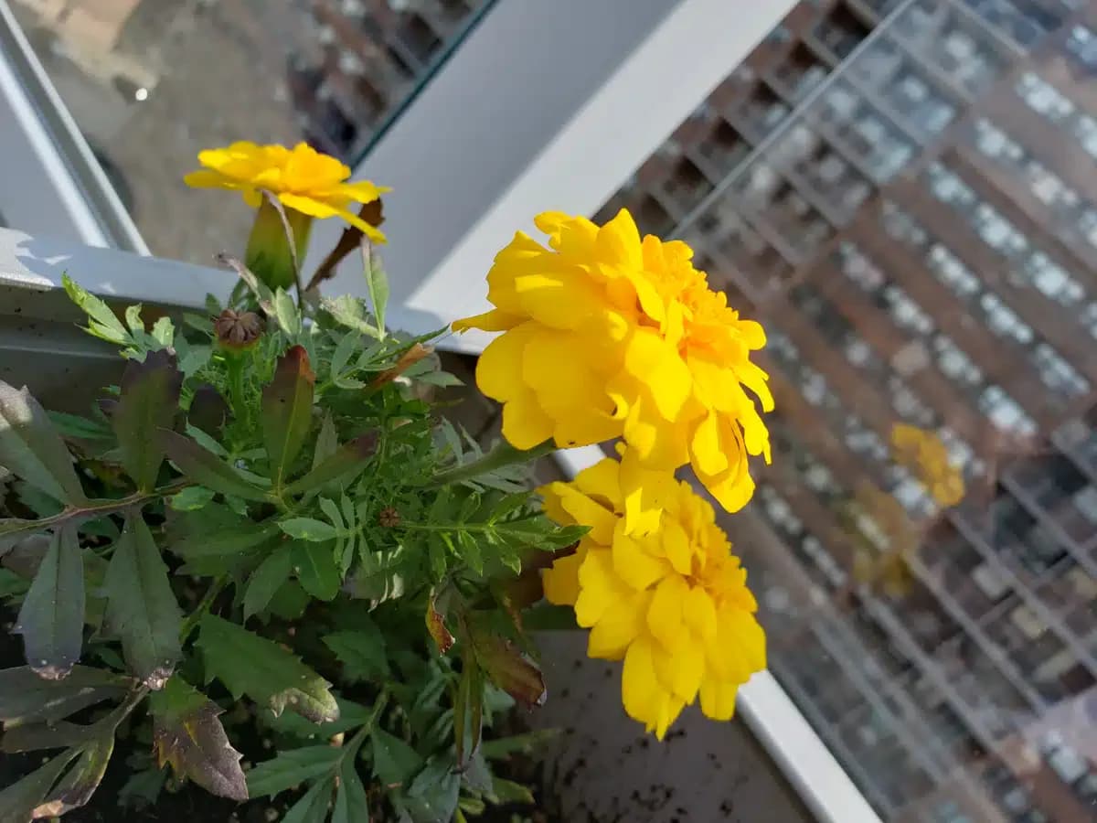 Fortune Society Inc - Thumbnail 10