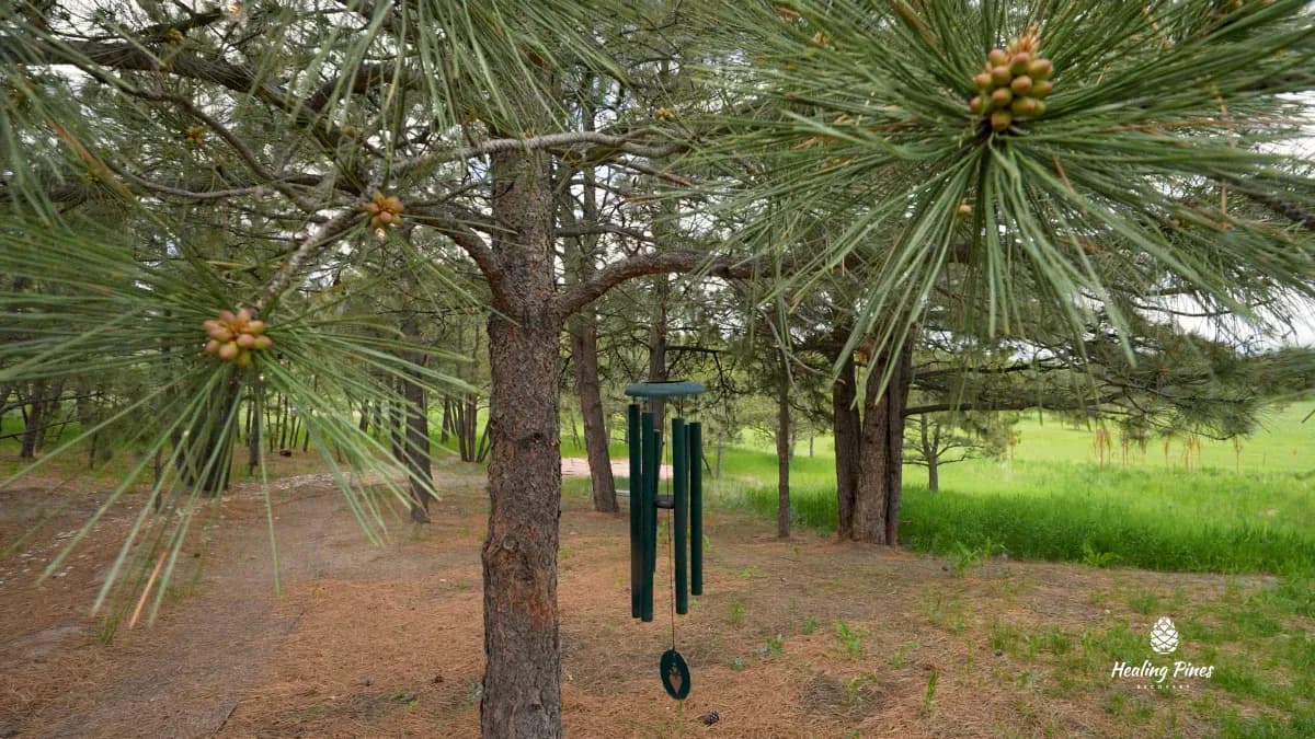 Healing Pines Recovery LLC - Thumbnail 2