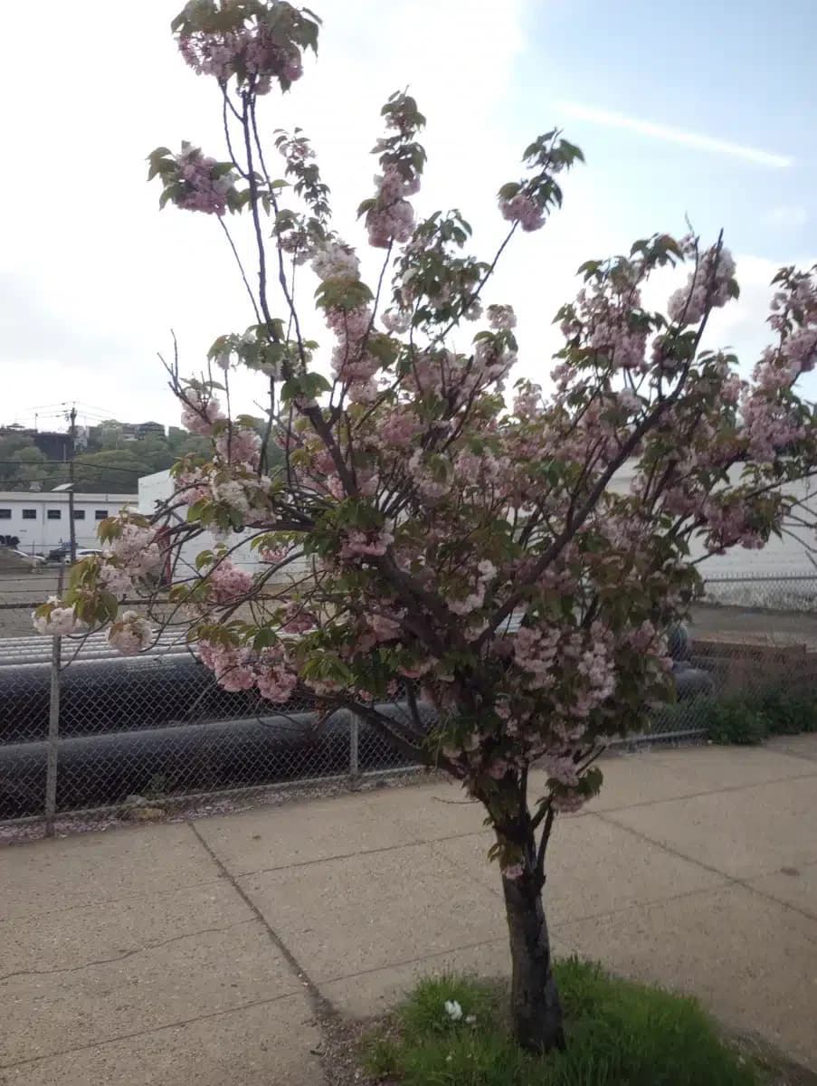 Hoboken University Medical Center - Thumbnail 5