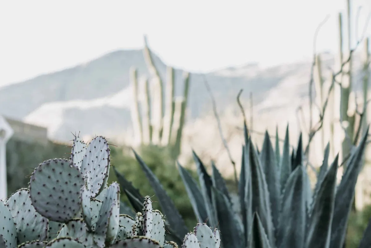 Meadows of Wickenburg Inc - Thumbnail 3