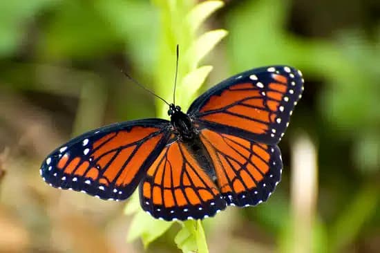 One to One With Youth Inc