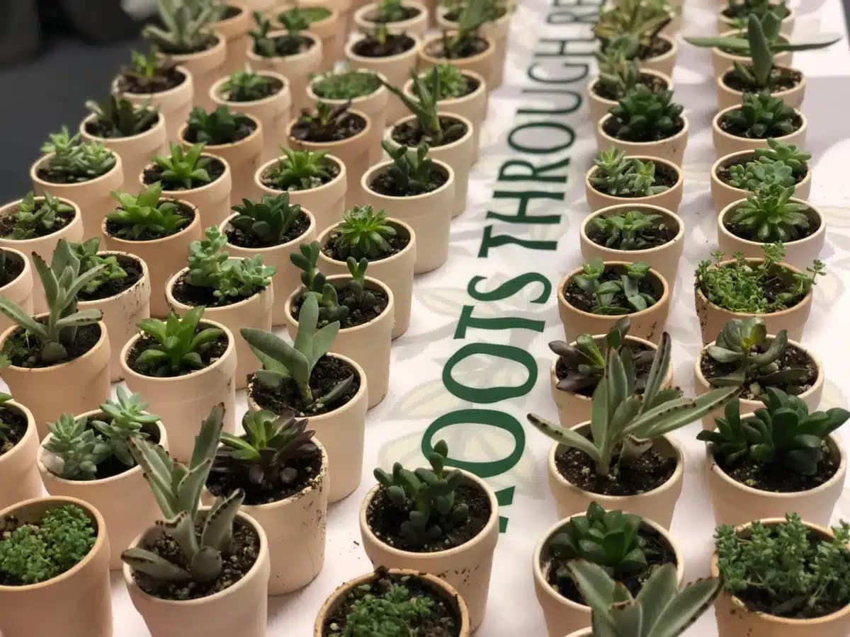 Roots Through Recovery - Thumbnail 3